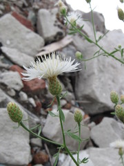 Centaurea stoebe australis