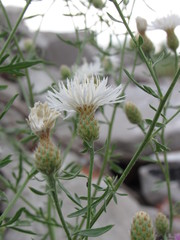 Centaurea stoebe australis