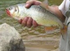 Orangetail Brycon photo 5