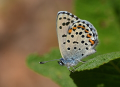 Pseudophilotes bavius