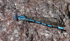 Argia nahuana