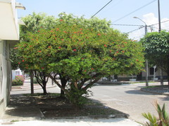 Calliandra haematocephala
