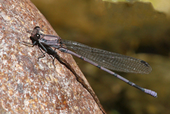 Argia tonto