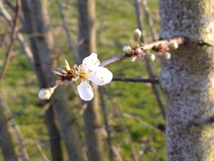 Prunus spinosa