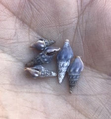 Pseudomelatoma torosa