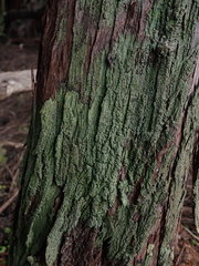 Pannaria implexa