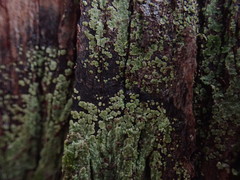 Pannaria implexa