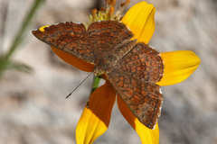 Calephelis arizonensis