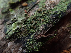 Psoroma asperellum