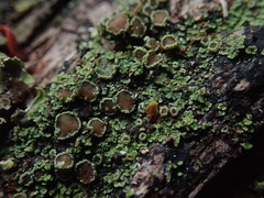 Psoroma asperellum