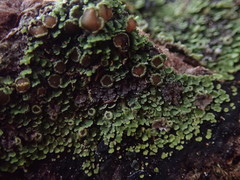 Psoroma asperellum