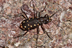 Cicindela sedecimpunctata