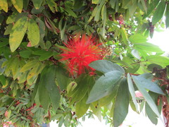 Calliandra haematocephala