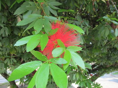 Calliandra haematocephala