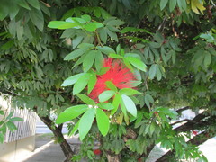 Calliandra haematocephala