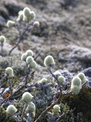 Salix lanata