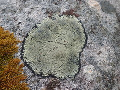 Pannaria athroophylla