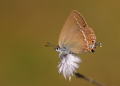 Satyrium abdominalis