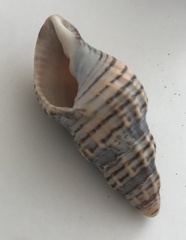 Cancellaria cooperii