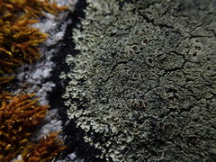 Pannaria athroophylla