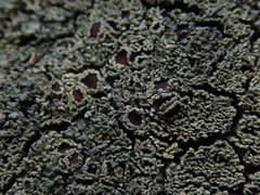 Pannaria athroophylla