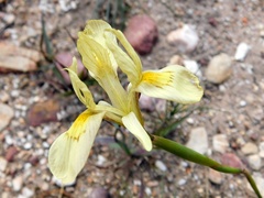 Moraea angusta