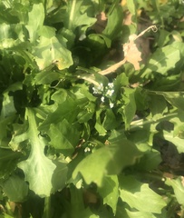 Calepina irregularis