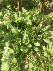 Calepina irregularis