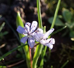 Scilla bifolia