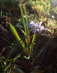 Scilla bifolia