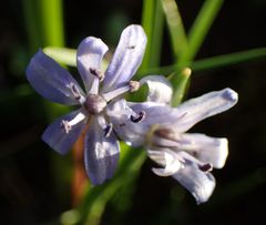 Scilla bifolia