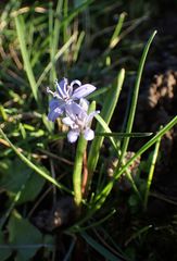 Scilla bifolia