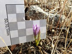 Brodiaea minor