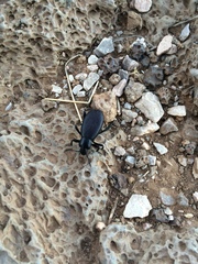 Eleodes sponsa