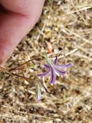 Brodiaea minor