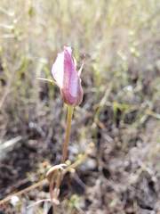 Calochortus superbus