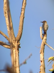 Melanerpes aurifrons