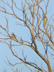 Melanerpes aurifrons