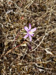 Brodiaea minor