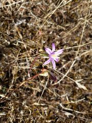 Brodiaea minor