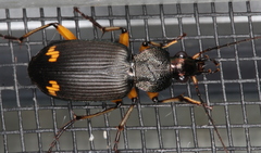 Chlaenius flaviguttatus