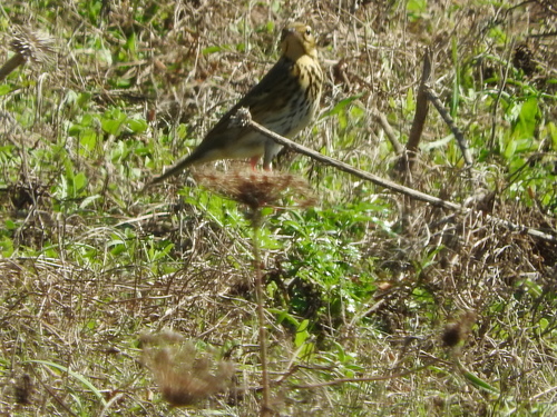 Anthus hodgsoni