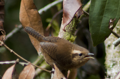 Troglodytes solstitialis