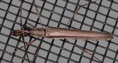 Rhinophthalmus