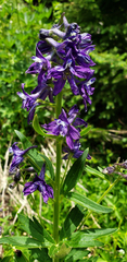 Delphinium barbeyi