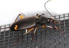 Chlaenius flaviguttatus