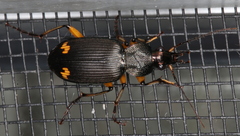 Chlaenius flaviguttatus