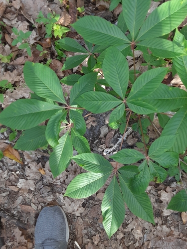 Aesculus pavia