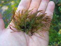 Podostemum ceratophyllum
