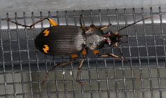 Chlaenius flaviguttatus